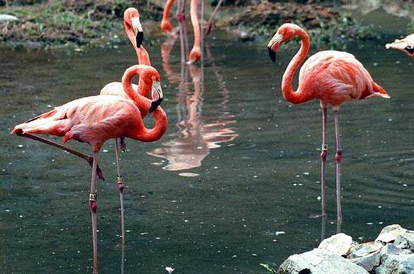 [flamingos-foraging_in_swamp.jpg]