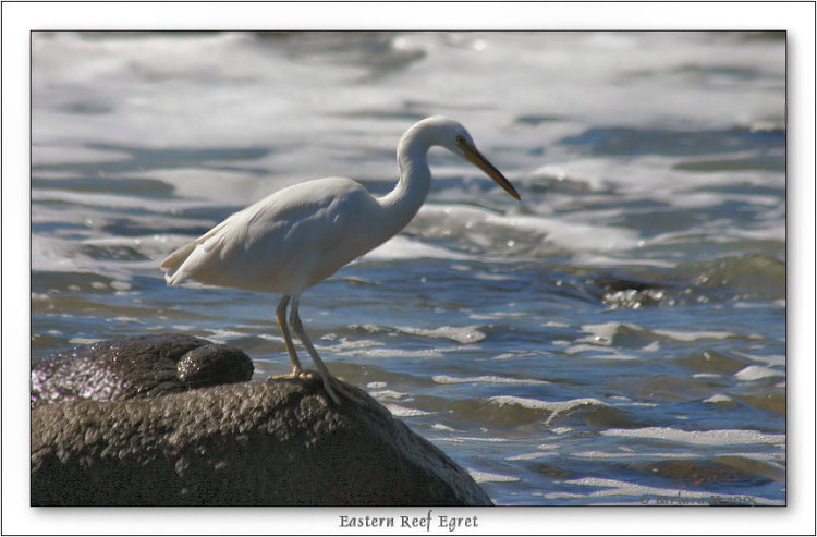 [17-06-05-6287-reef egret-10D.jpg]