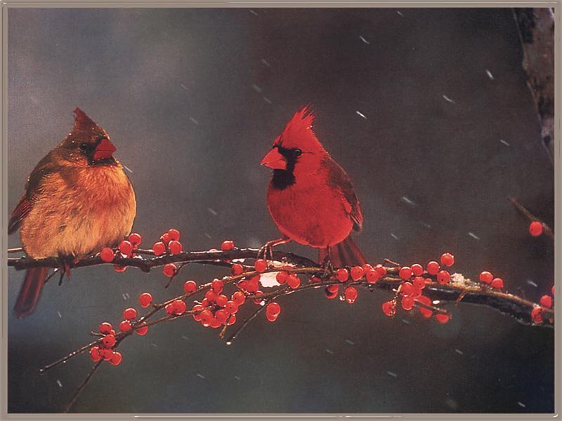 [Cardinal_11-Redbirds-Pair-OnFruitTree-InSnowFall.jpg]