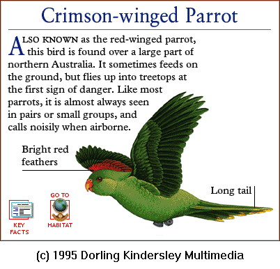 [DKMMNature-Bird-Crimson-wingedParrot.gif]