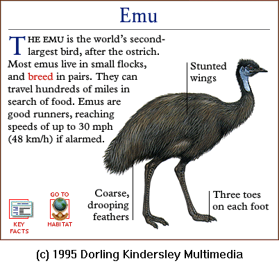 [DKMMNature-Bird-Emu.gif]