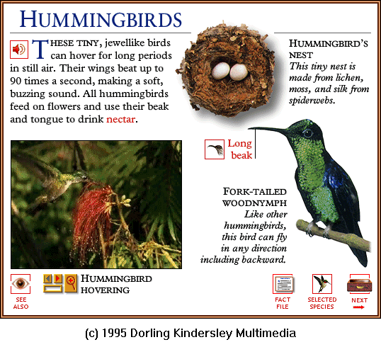 [DKMMNature-Hummingbird-Fork-tailedWoodnymph-Eggs.gif]
