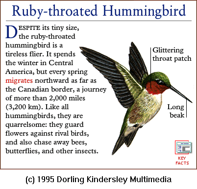 [DKMMNature-Ruby-throatedHummingbird.gif]