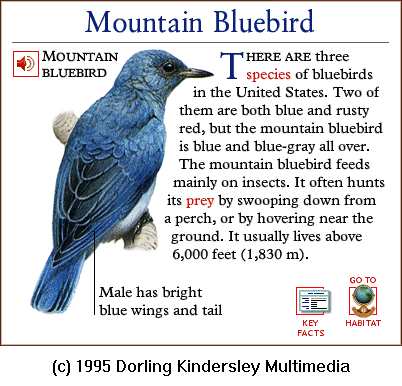 [DKMMNature-Songbird-MountainBluebird.gif]