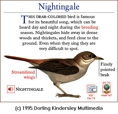 [DKMMNature-Songbird-Nightingale.gif]