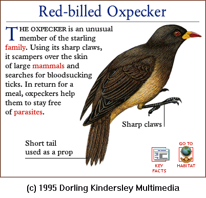[DKMMNature-Songbird-Red-billedOxpecker.gif]
