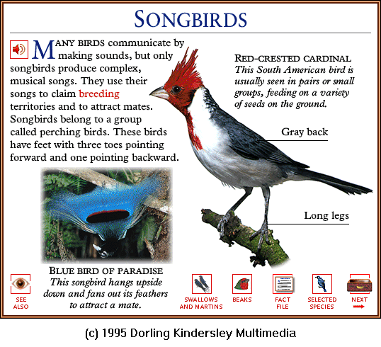 [DKMMNature-Songbird-Red-crestedCardinal.gif]