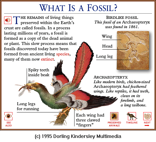 [DKMMNature-TheFirstBird-Archaeopteryx-IllustWithFossil.gif]