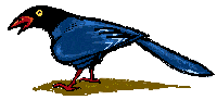 [Drawing-FormosanBlueMagpie-bird66.gif]