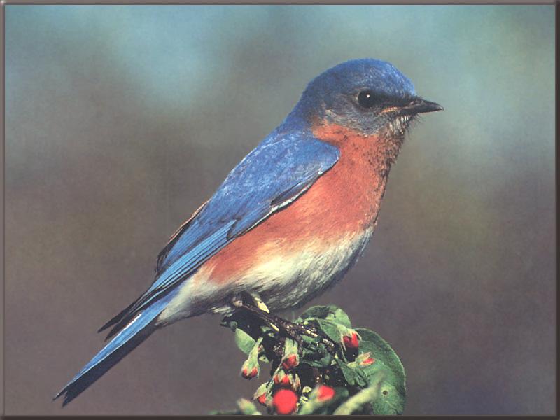 [EasternBluebird_12-Perching_on_tree_flower.jpg]