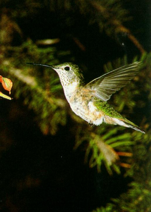 [Hummingbird-Female-InFullFlight.jpg]