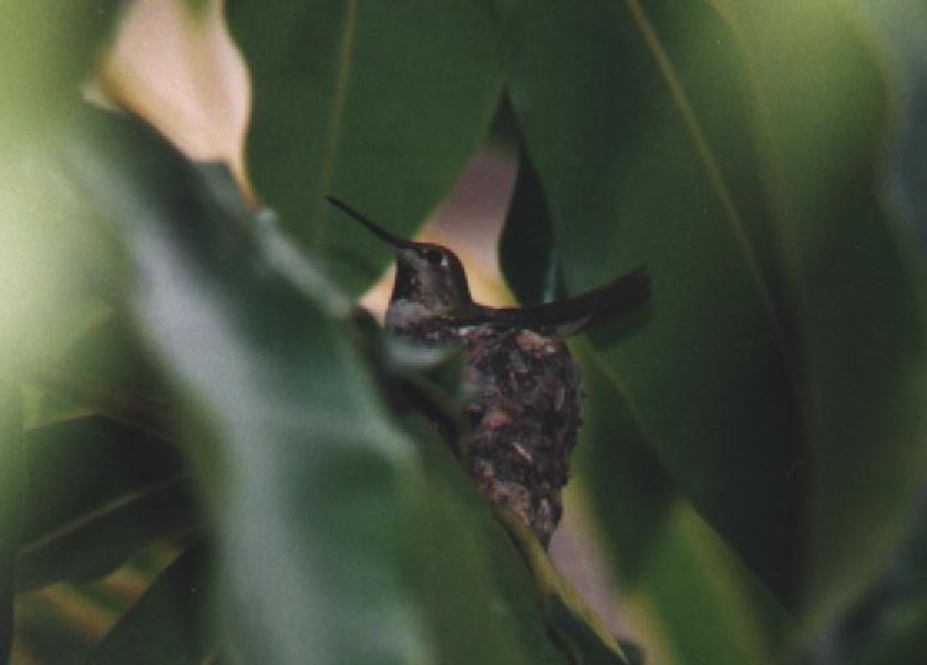 [Hummingbird-InNest-150dpi.jpg]