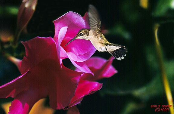 [Hummingbird-flower2.jpg]