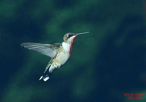 [Hummingbird0-female1-flight.jpg]