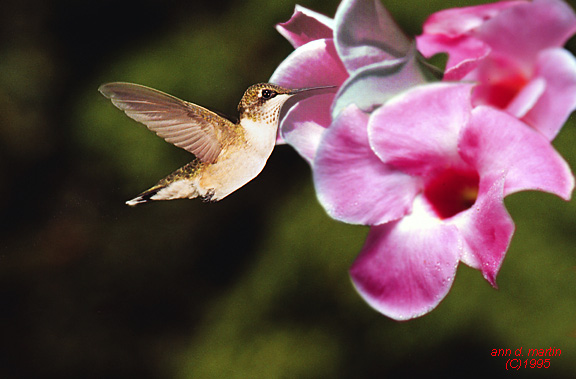 [Hummingbird0-female4-flight2flower.jpg]