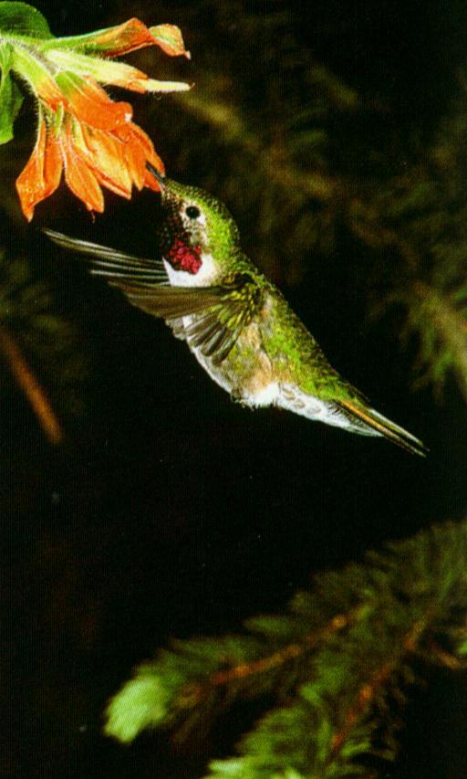 [Hummingbird0-male-SippingNectar.jpg]