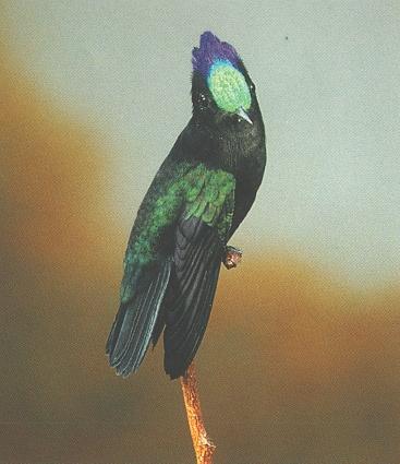 [Hummingbird003-GreenNCrowned-OnBranchTip.jpg]