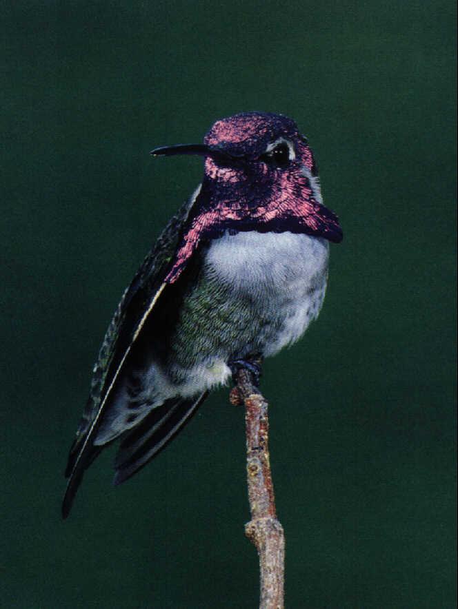 [Hummingbird1-OnBranchTip.jpg]
