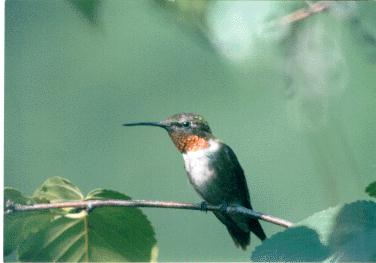 [Hummingbird1-male.jpg]