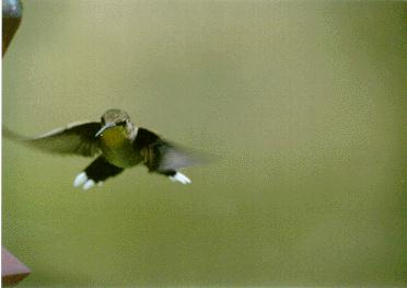 [Hummingbird2-female.jpg]