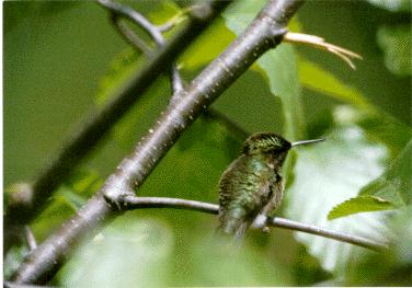 [Hummingbird3-female.jpg]