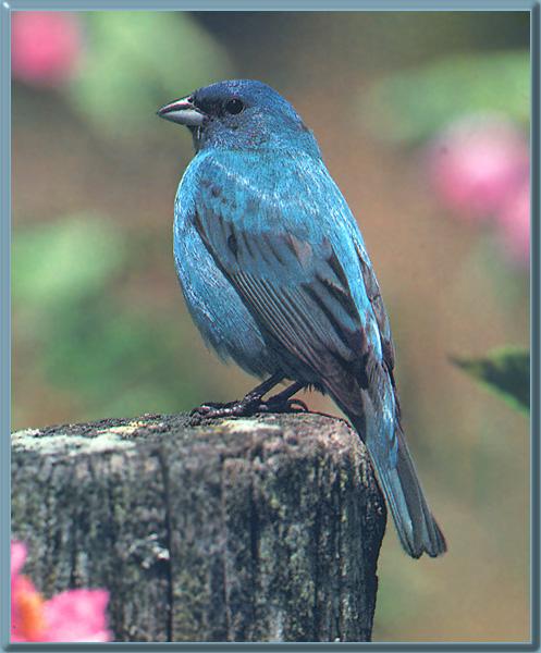 [IndigoBunting_03-Bluebird-OnLog.jpg]