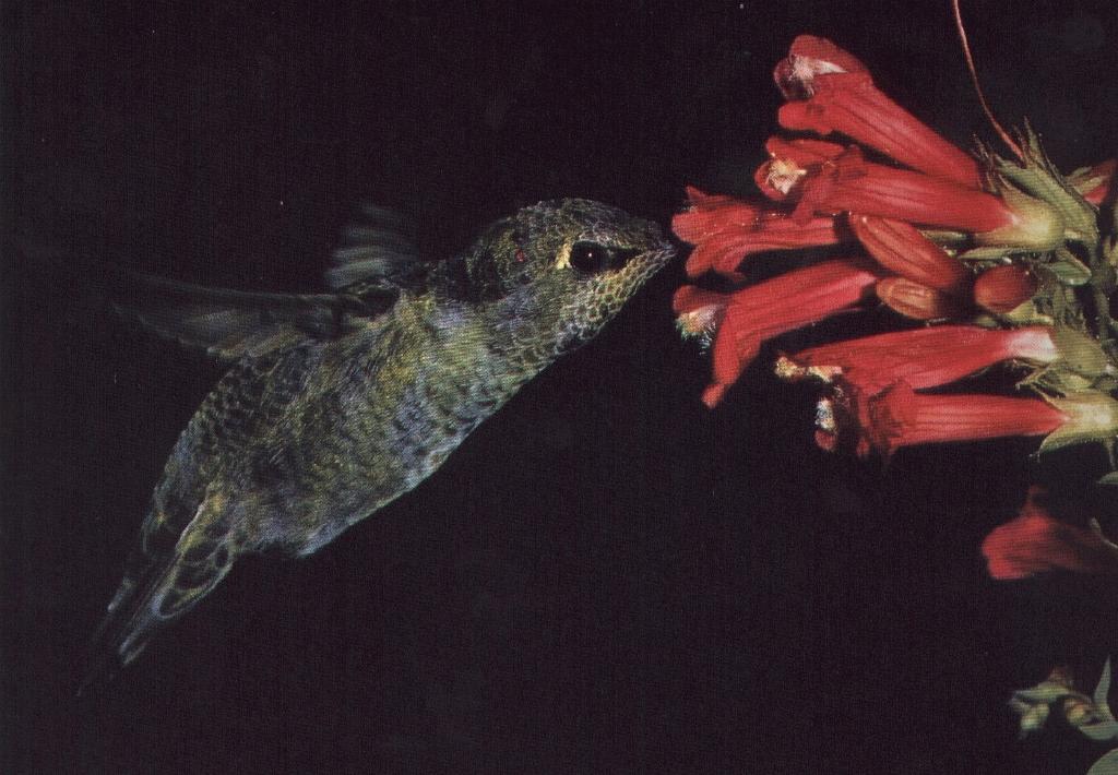 [Kolibri02-Hummingbird-DeepInFlower.jpg]