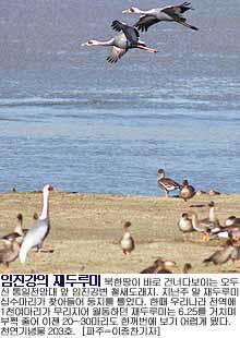 [KoreanBirds-White-napedCranes_199711050063.jpg]