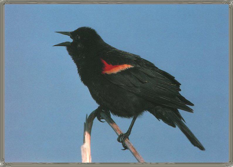 [Red-wingedBlackbird_01-InSong-OnBranch.jpg]