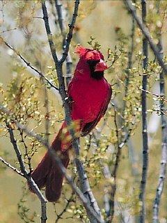 [RedBird-Cardinal-05.jpg]