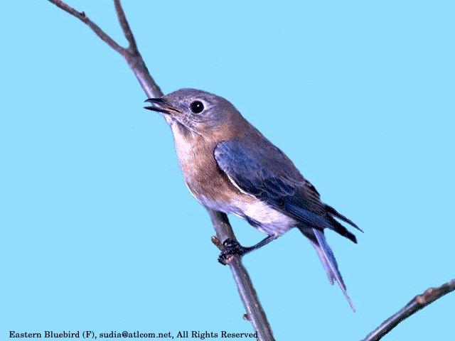 [SudiaBirdPhoto_015-EasternBluebird-Female.jpg]