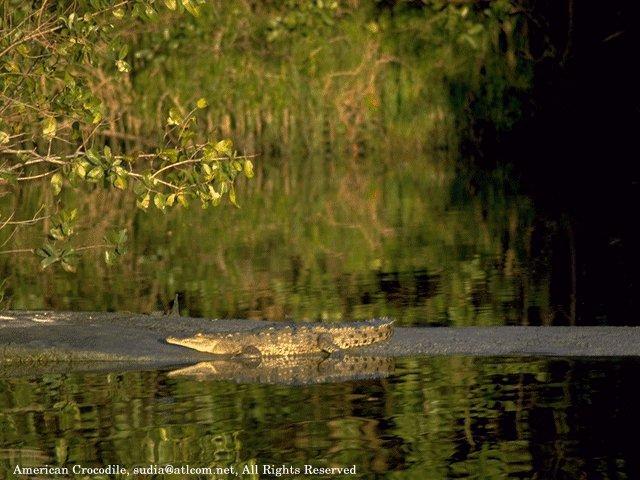 [SudiaBirdPhoto_043-AmericanCrocodile.jpg]