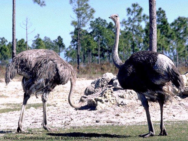 [SudiaBirdPhoto_194-Ostriches.jpg]