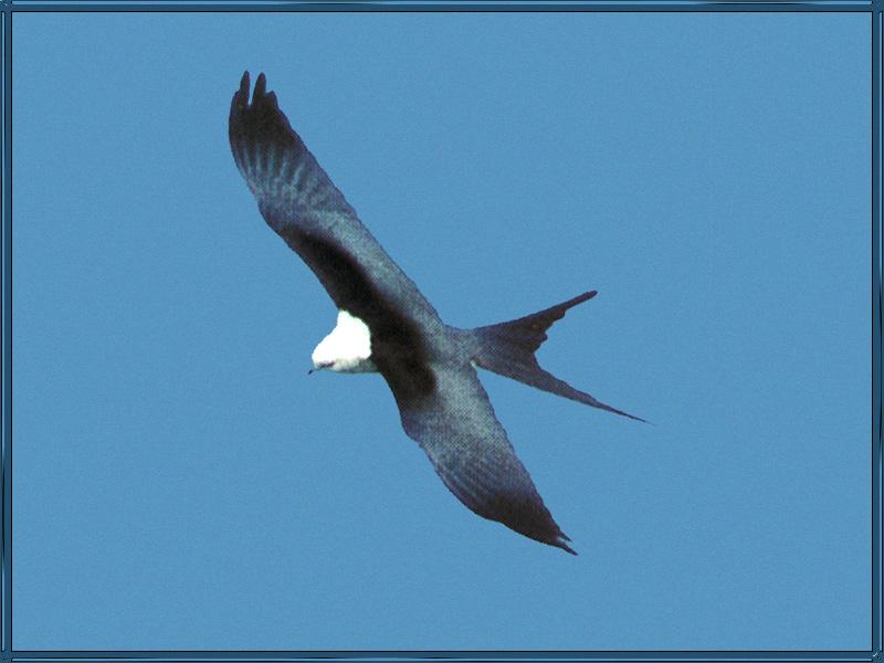 [Swallow-tailedKite_01-White-headedBirdOfPrey-InFlight.jpg]