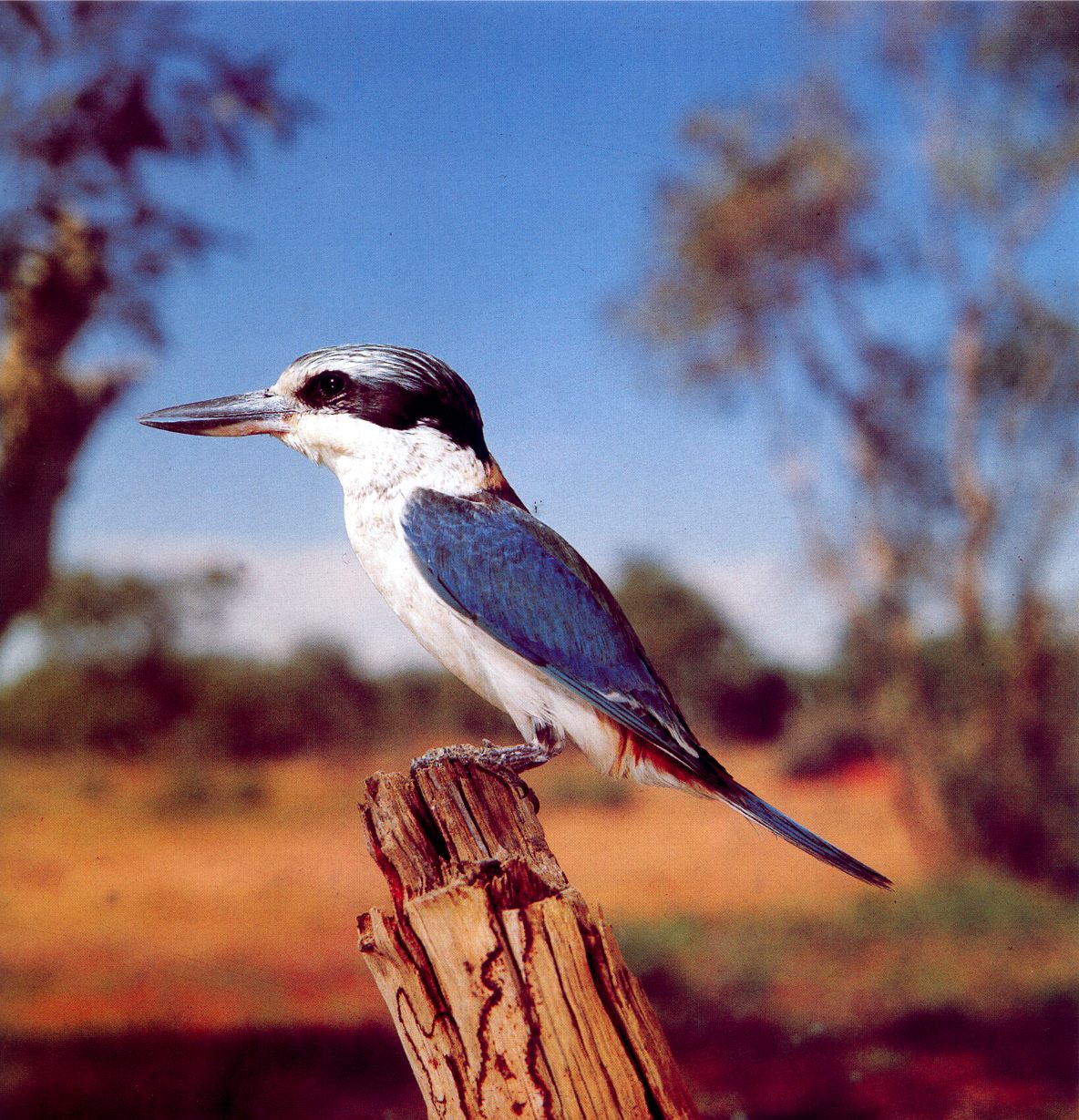 [absc_015oz_red-backed_kingfisher.jpg]