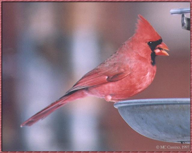 [cardinal03-Male_on_bird_feeder.jpg]