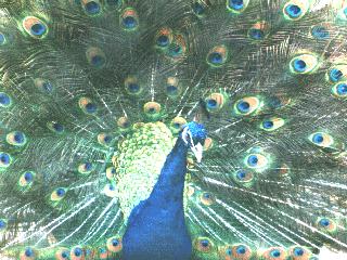 [peacock-bird110.jpg]