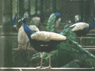 [peacock-bird113.jpg]