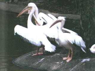 [pelicans-bird143.jpg]