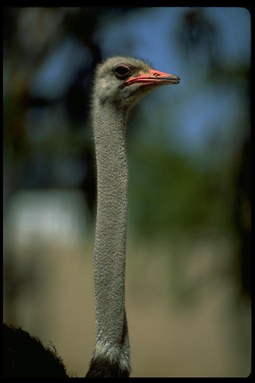 [ostrich-long_neck-closeup.jpg]