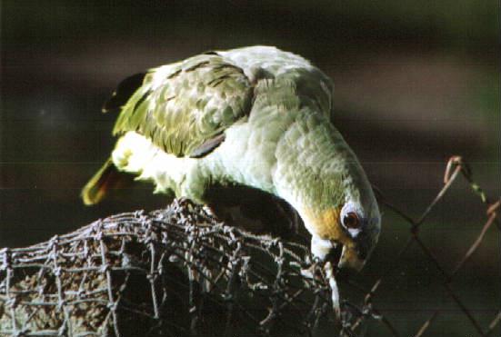 [Suriname13-parrot-koele01.jpg]