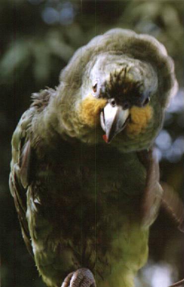[Suriname14-parrot-koele02.jpg]
