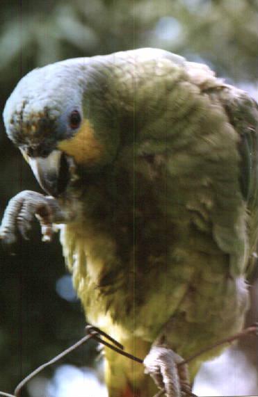 [Suriname15-parrot-koele03.jpg]