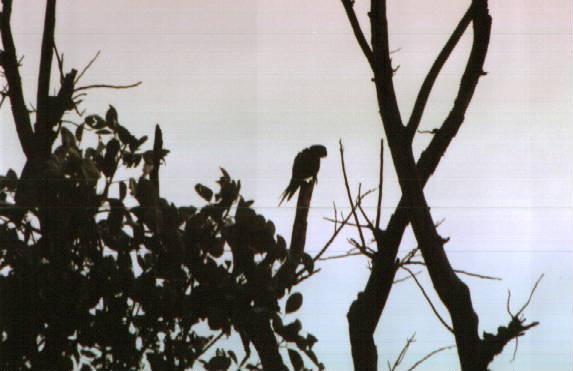 [Suriname16-parrot01.jpg]
