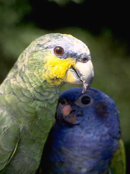 [Venezuela_f11b0048-Parrots-HeadCloseup.jpg]