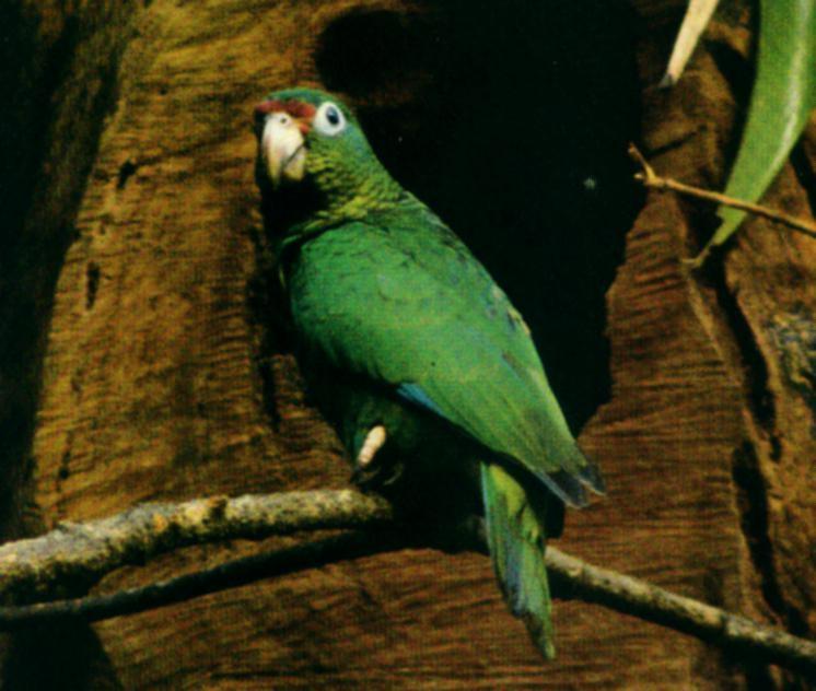 [parrot-PuertoRicanAmazon.jpg]