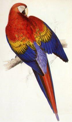 [parrot4-ScarletMacaw-Painting.jpg]