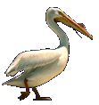 [Pelican-1-animated.gif]