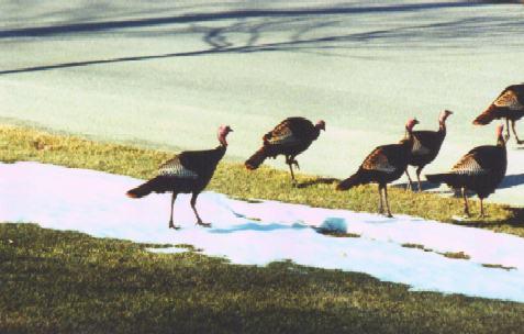 [Turkeys-Parade.jpg]