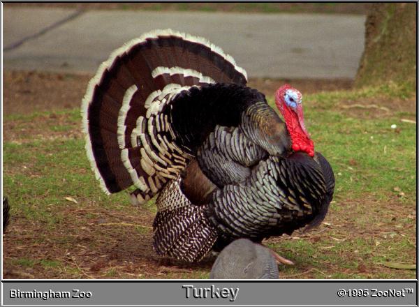 [turkey_BirminghamZoo.jpg]